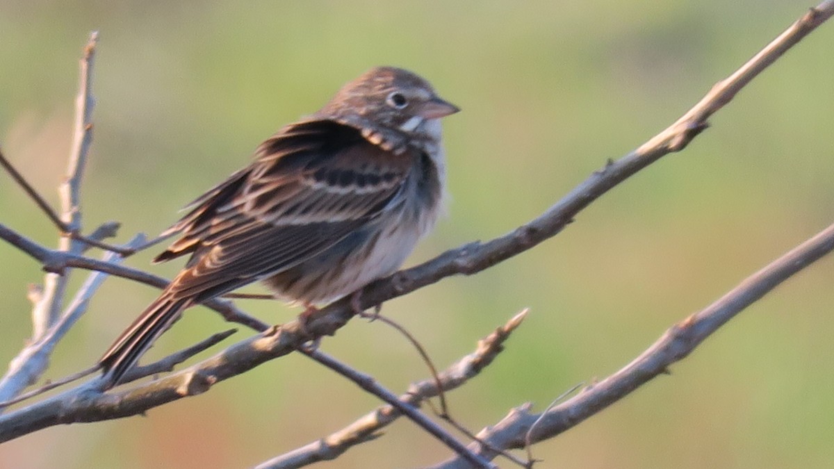 Vesper Sparrow - ML631245036