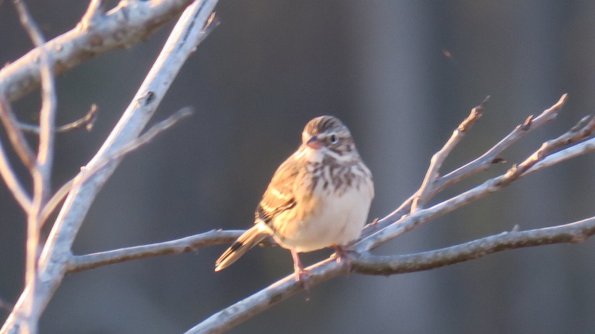 Vesper Sparrow - ML631245037