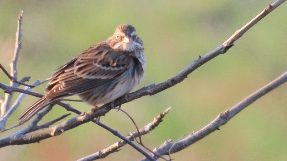 Vesper Sparrow - ML631245038