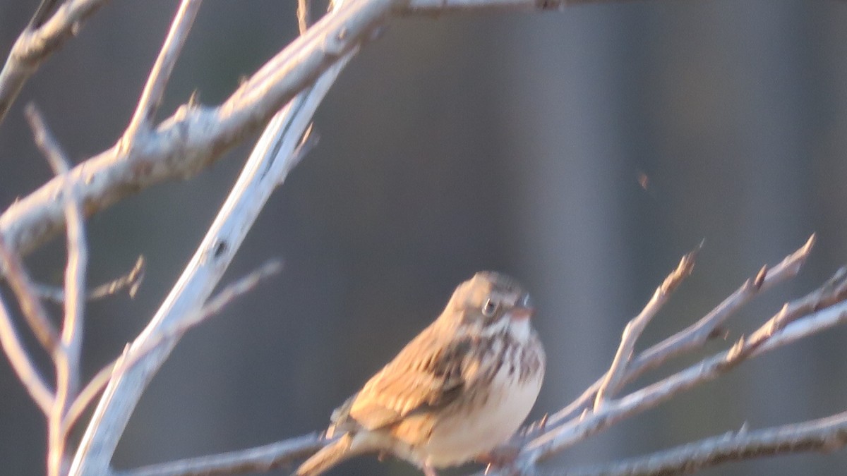 Vesper Sparrow - ML631245039