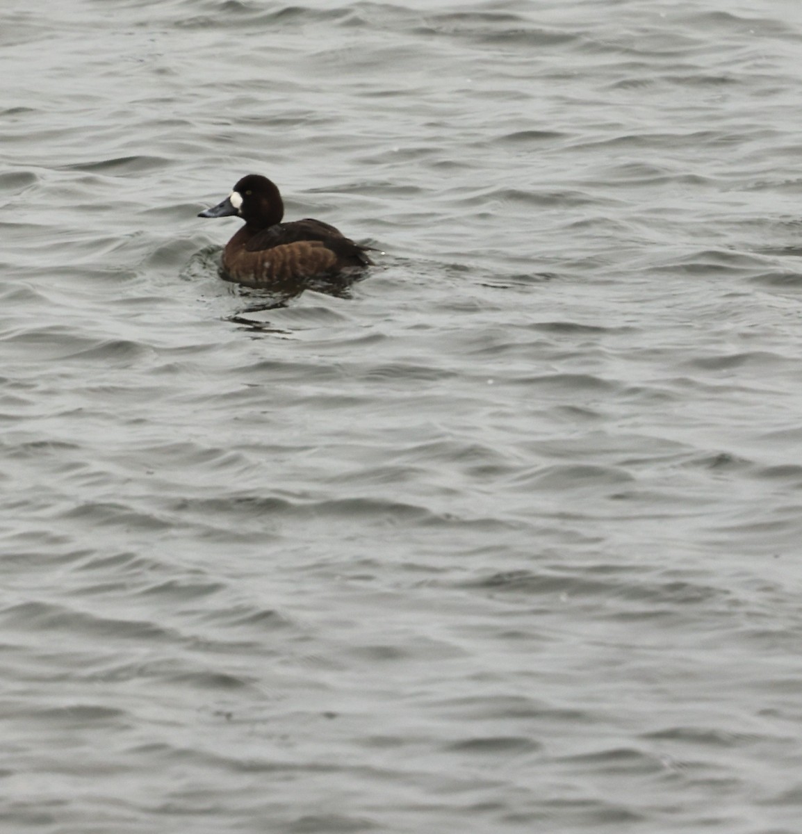 Greater Scaup - ML631245188