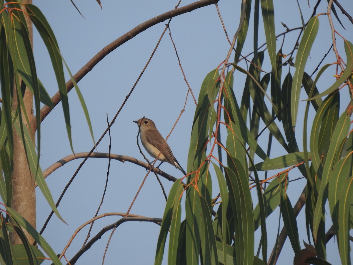 紅喉鶲 - ML631245205