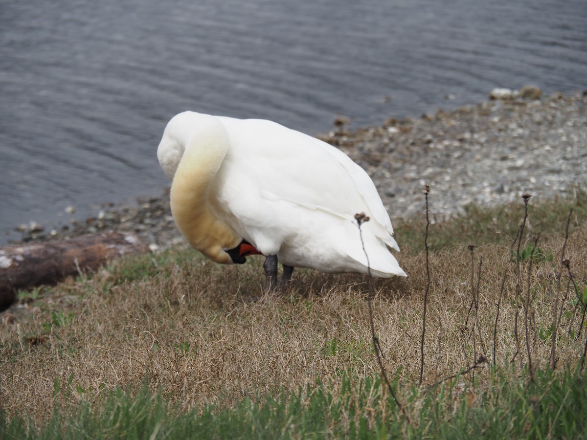 Хуруут хун - ML631245206