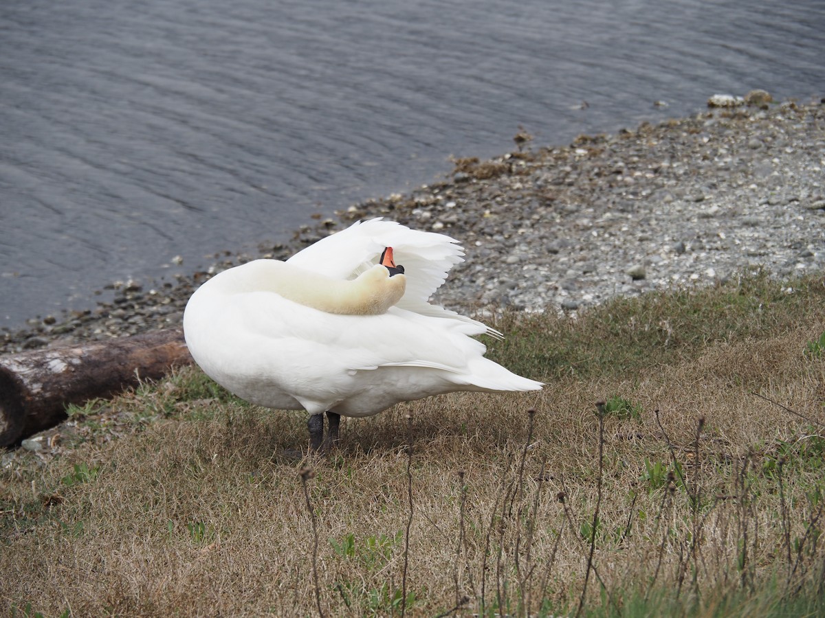 Хуруут хун - ML631245207