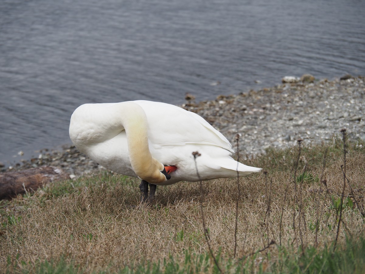 Хуруут хун - ML631245208