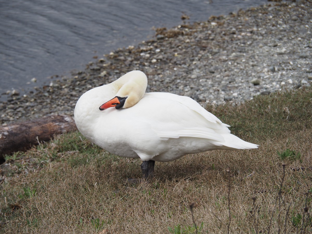 Хуруут хун - ML631245209