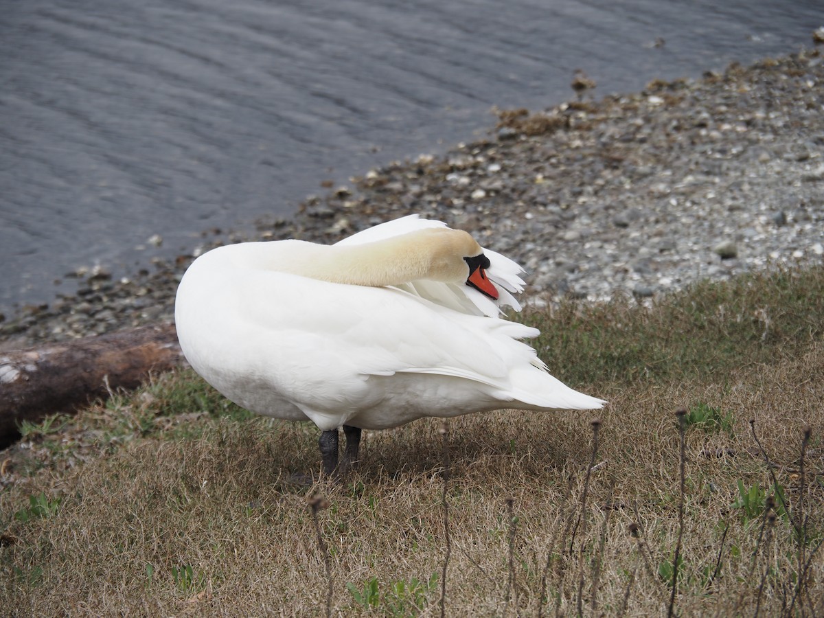 Хуруут хун - ML631245211