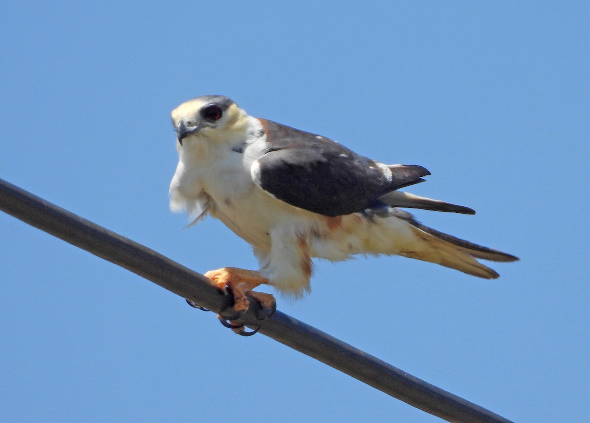 Pearl Kite - ML631245214