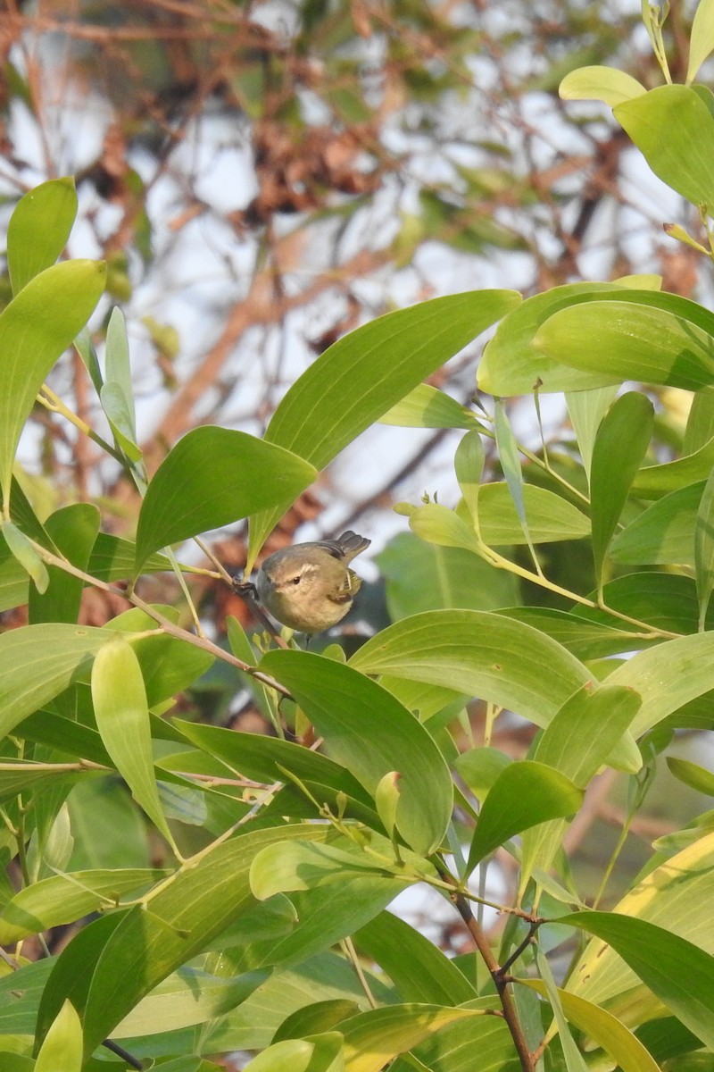 暗綠柳鶯 - ML631245326