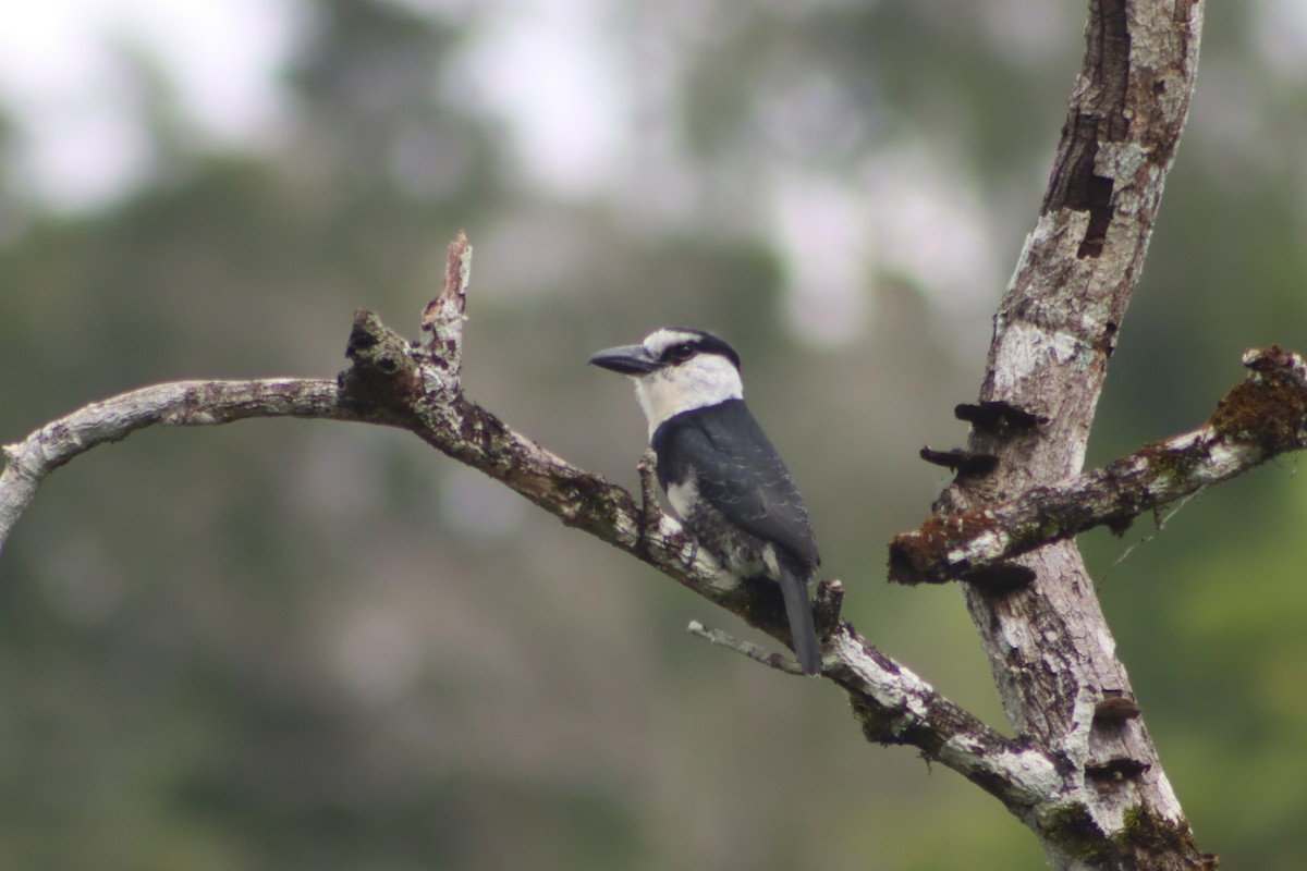 White-necked Puffbird - ML631245410