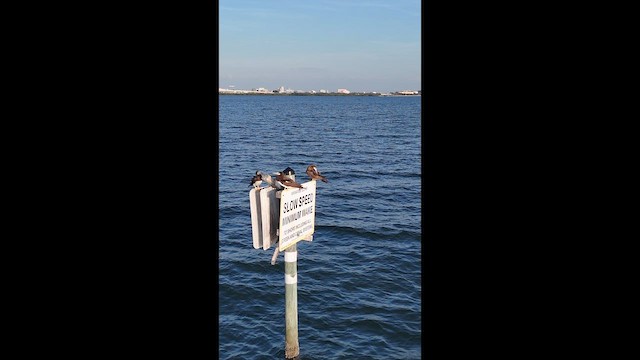 Brown Booby (Atlantic) - ML631245456