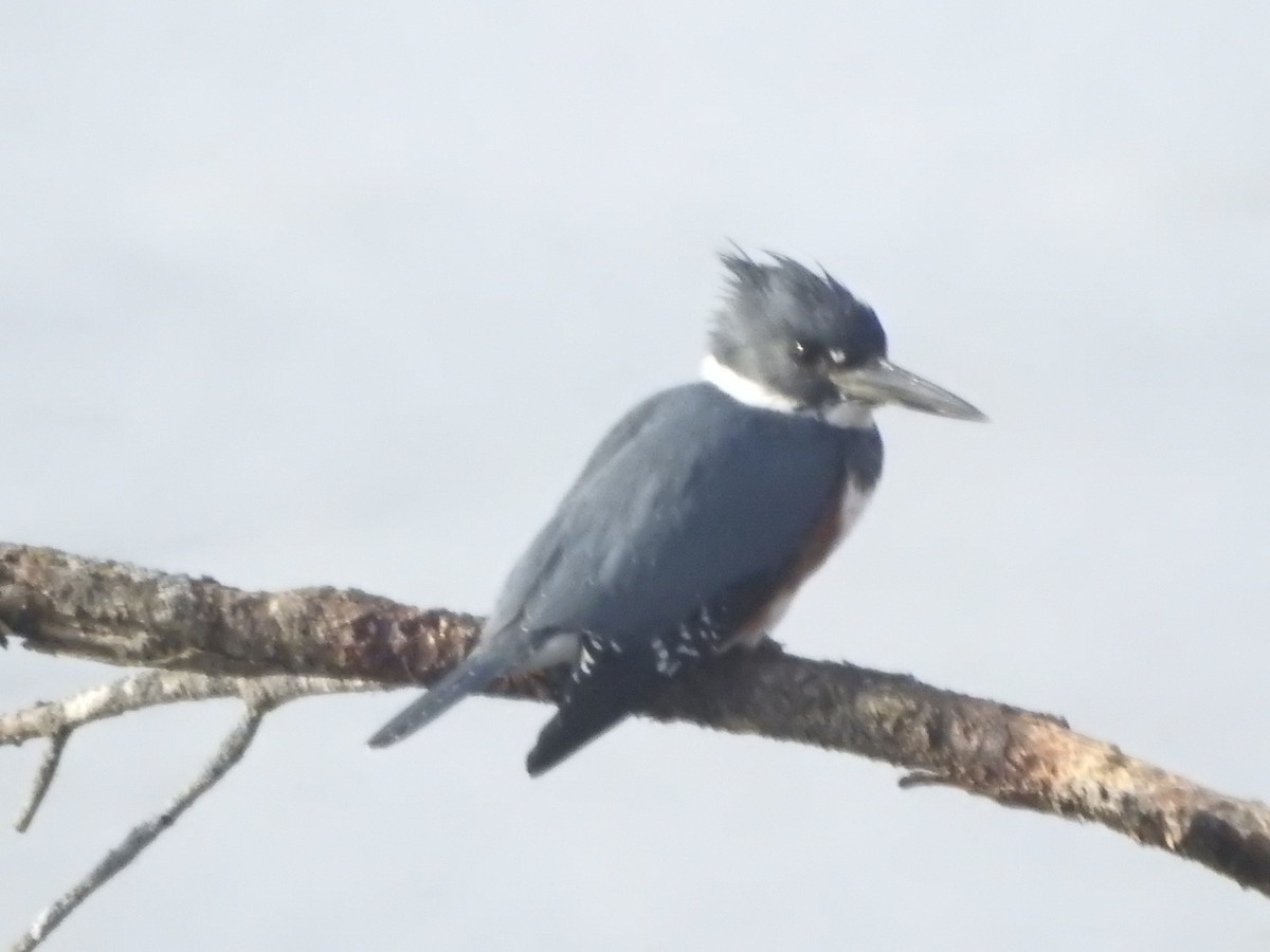 Belted Kingfisher - ML631245542