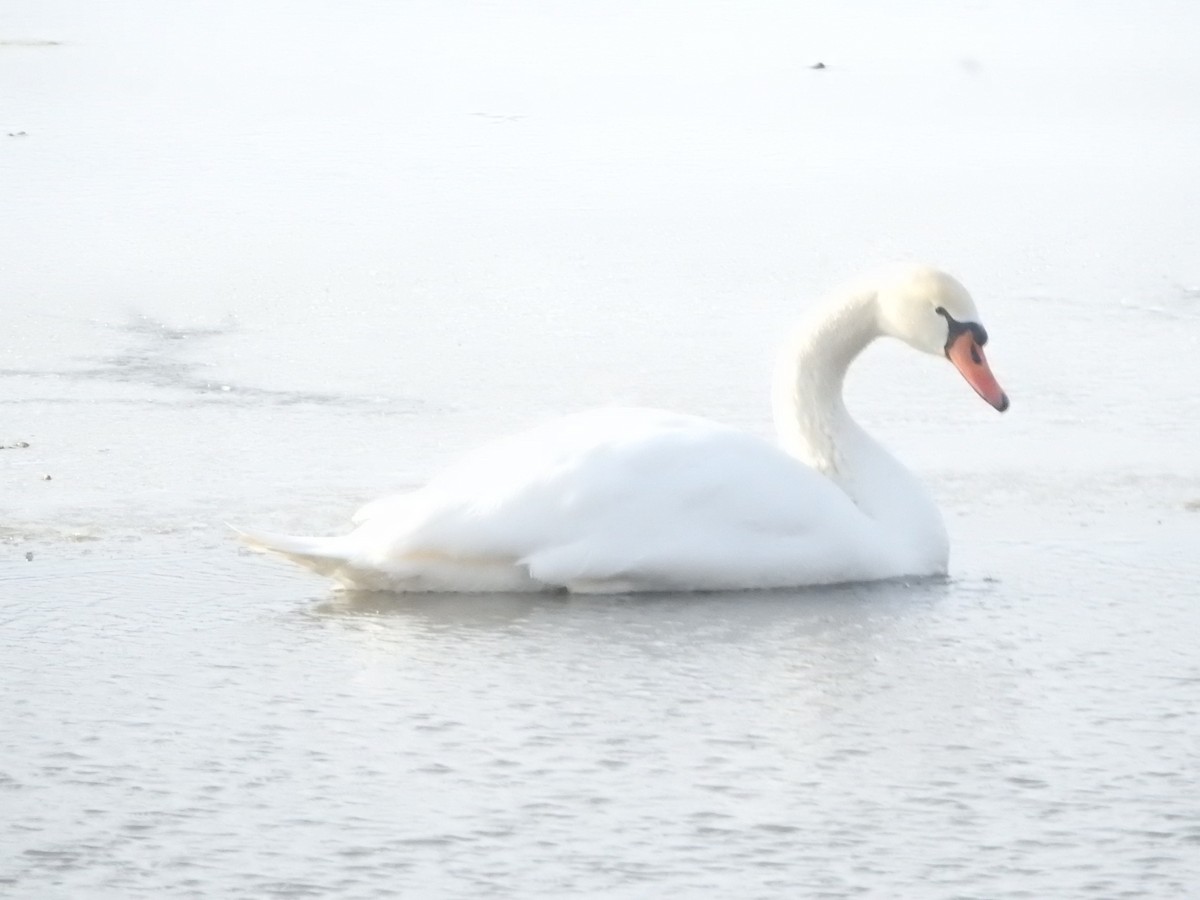 Mute Swan - ML631245729
