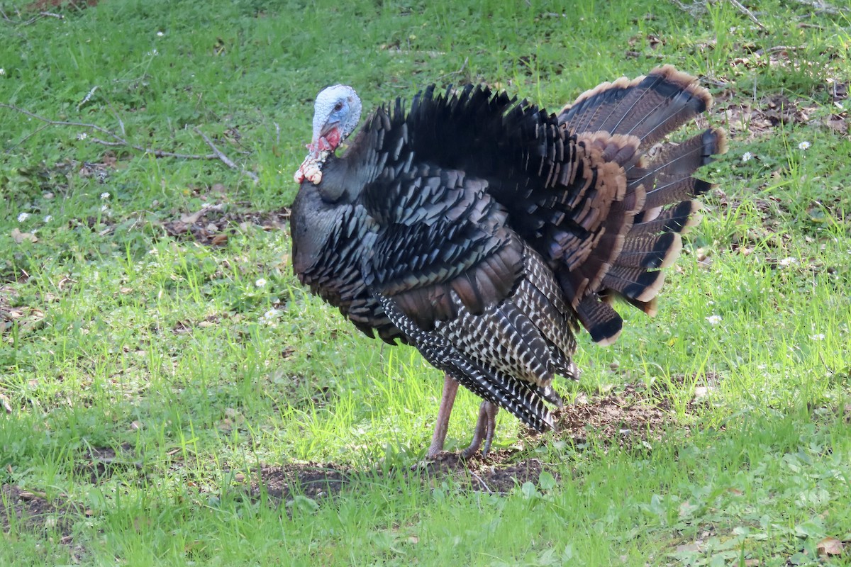 Wild Turkey - ML631245780
