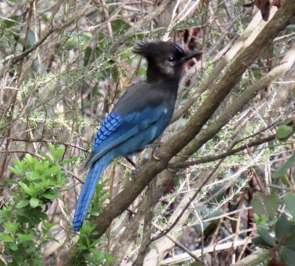 Steller's Jay - ML631245788