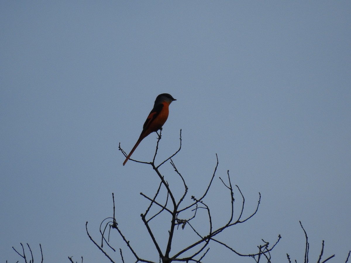 Gray-chinned Minivet - ML631246436