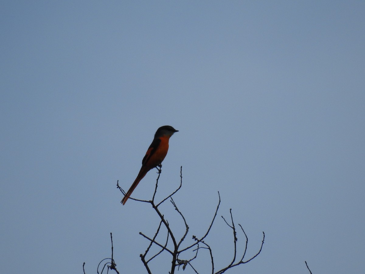 Gray-chinned Minivet - ML631246448