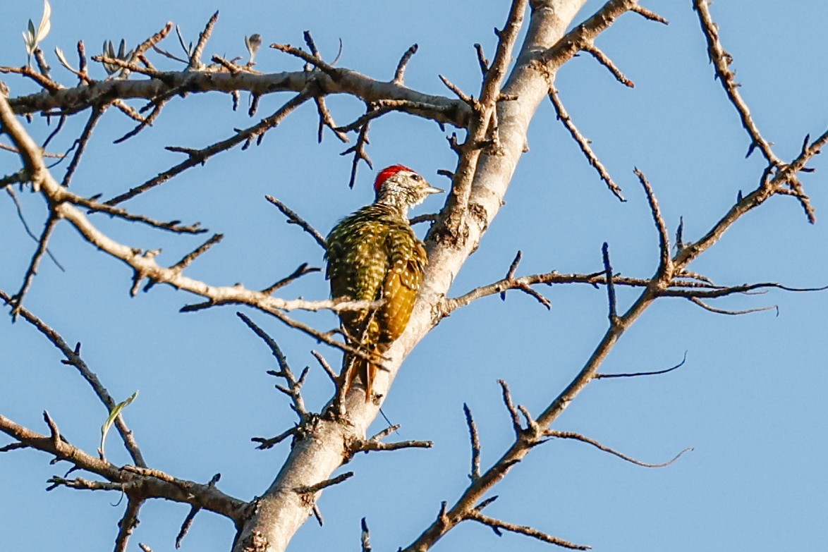 Green-backed Woodpecker - ML631246479
