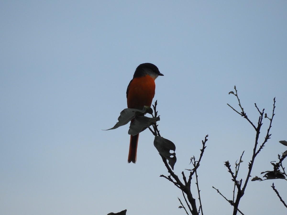 Gray-chinned Minivet - ML631246481