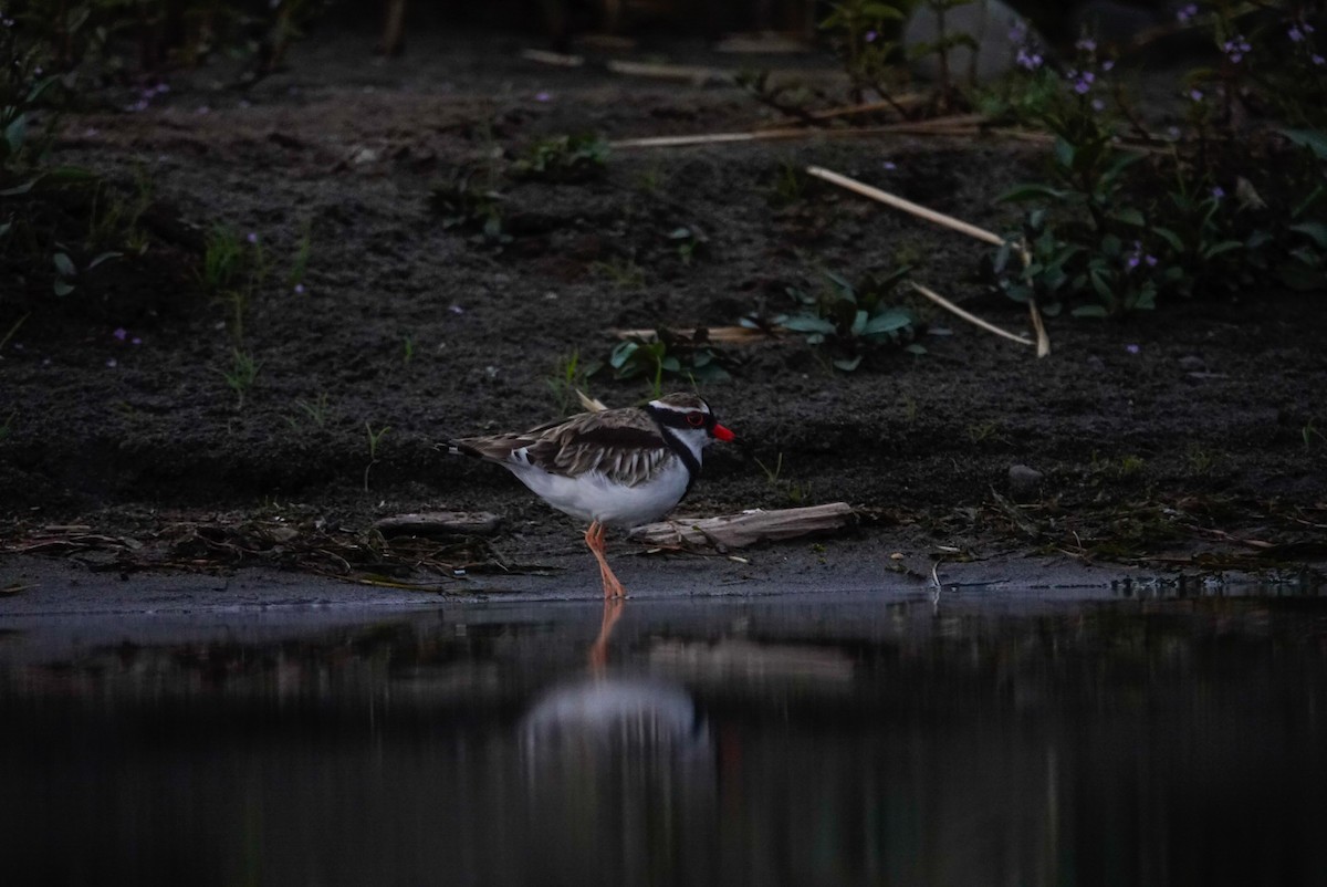 Black-fronted Dotterel - ML631246550