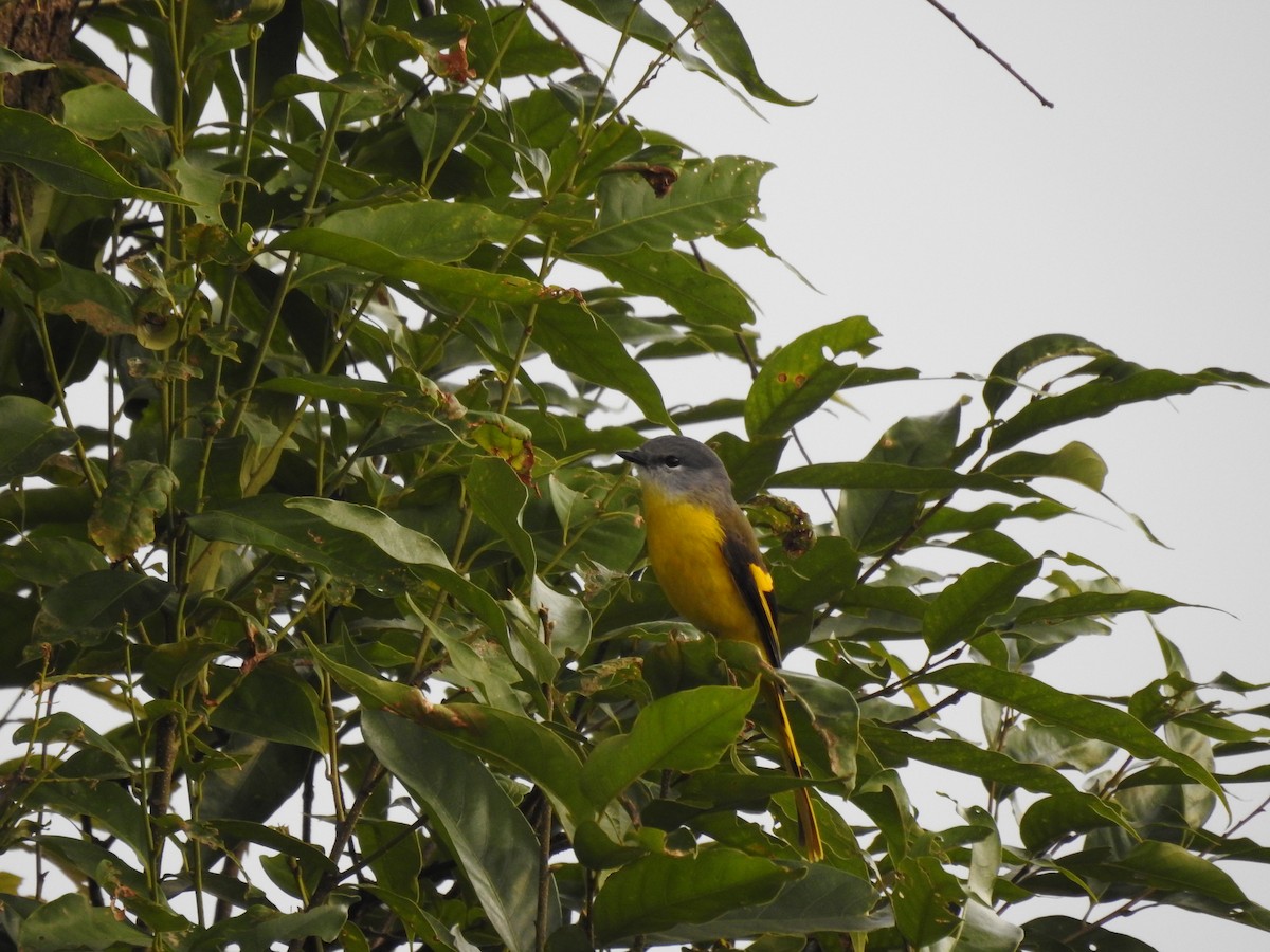 Gray-chinned Minivet - ML631246570