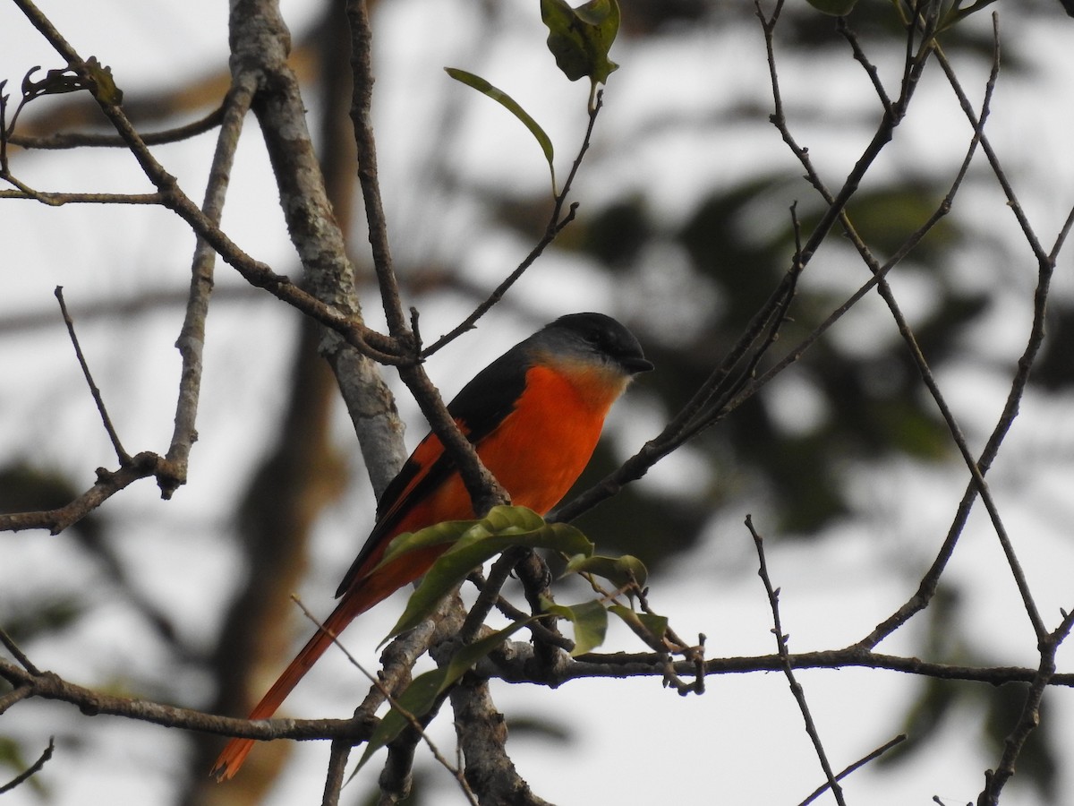 Gray-chinned Minivet - ML631246595