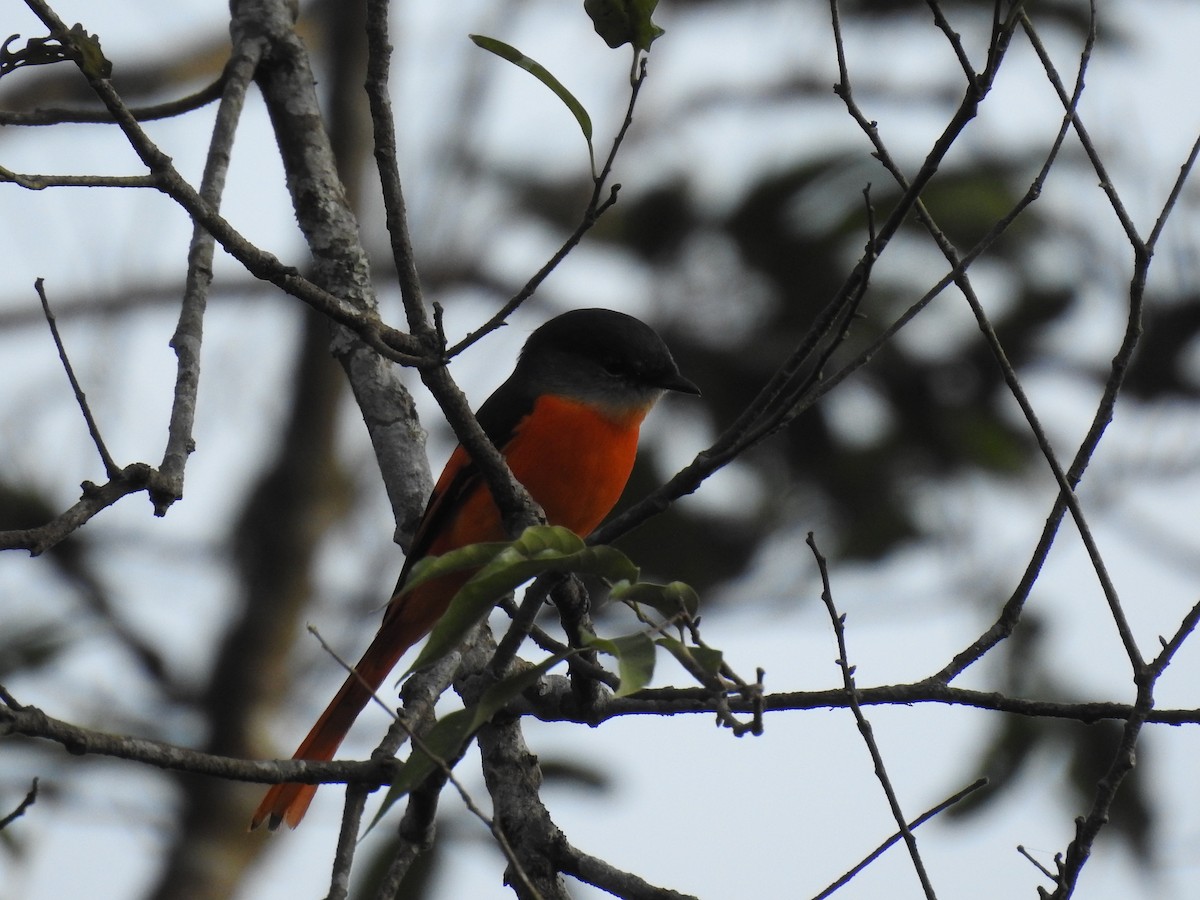Gray-chinned Minivet - ML631246596