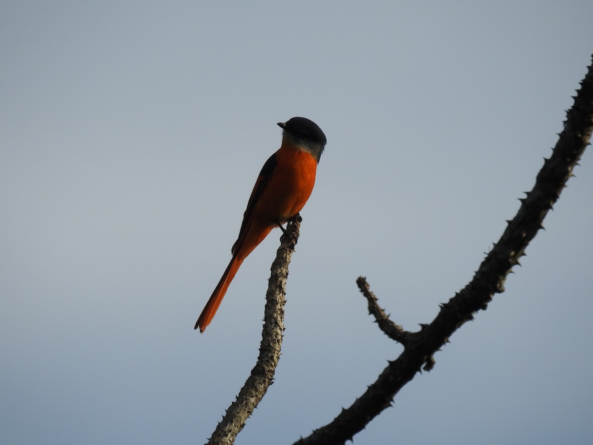 Gray-chinned Minivet - ML631246597