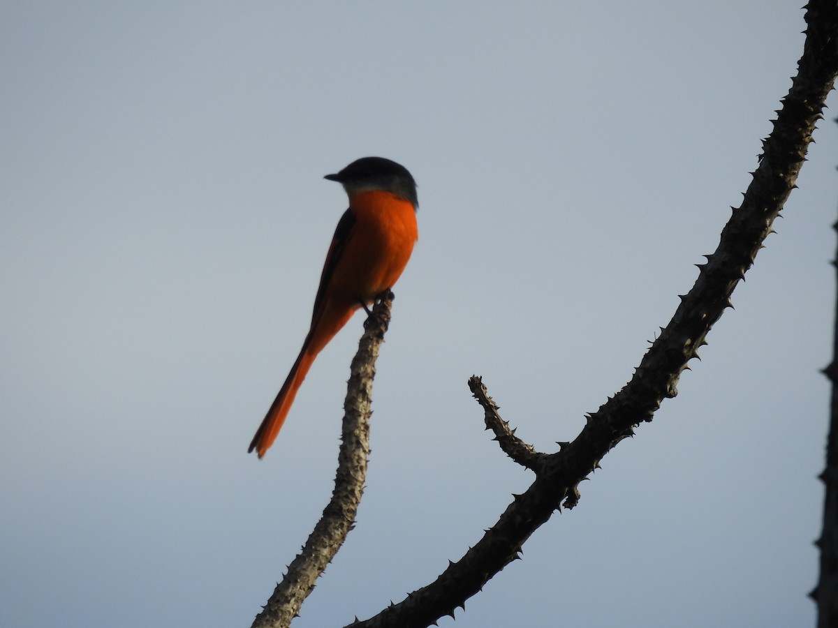 Gray-chinned Minivet - ML631246598