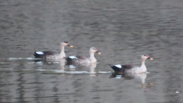 Indian Spot-billed Duck - ML631246631