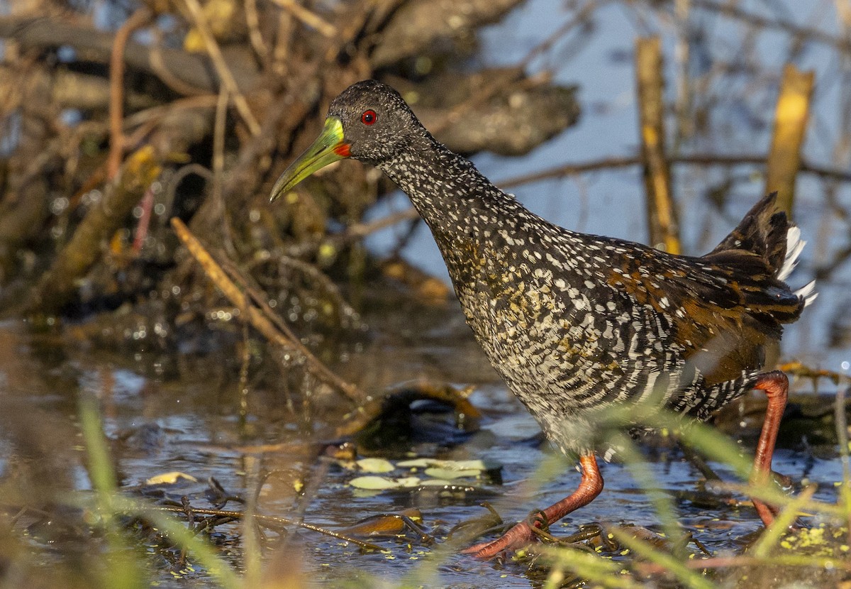 Fleckenralle - ML631246679