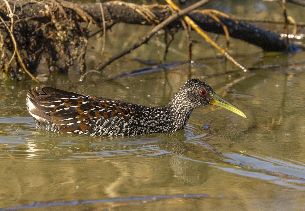 Fleckenralle - ML631246680