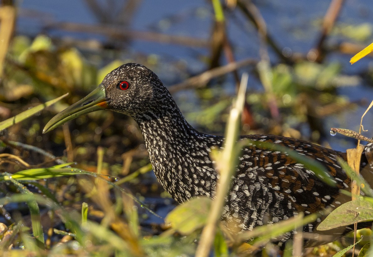 Fleckenralle - ML631246681