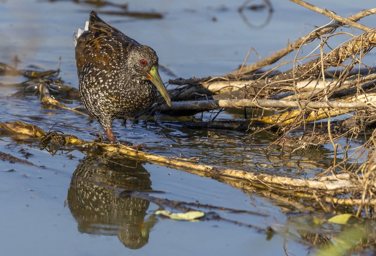 Fleckenralle - ML631246682