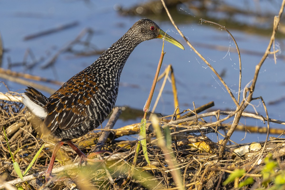 Fleckenralle - ML631246684