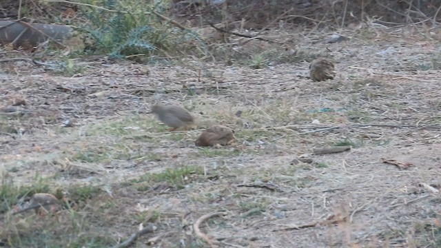 Rock Bush-Quail - ML631246706