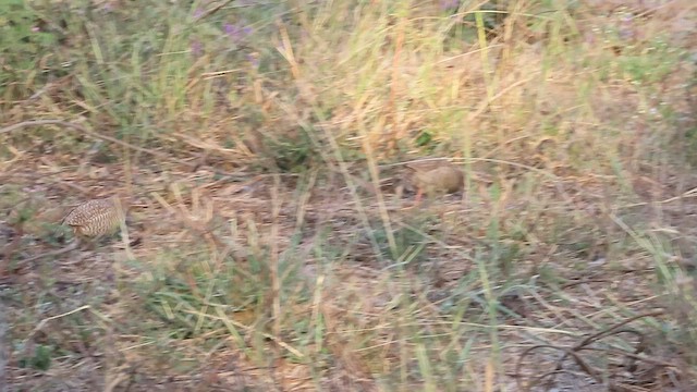 Rock Bush-Quail - ML631246710