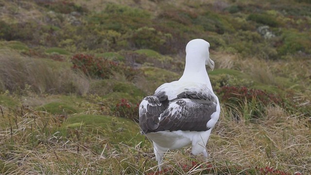 Southern Royal Albatross - ML631246756