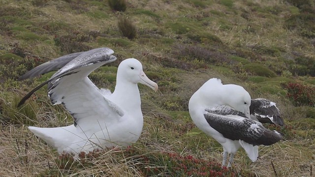 Southern Royal Albatross - ML631246757