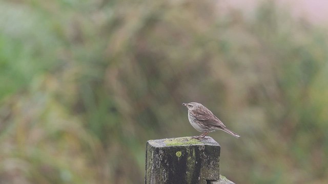 New Zealand Pipit - ML631246767