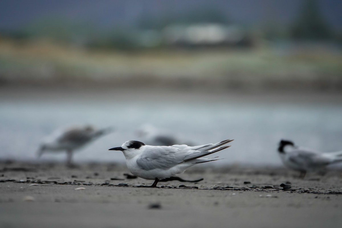 White-fronted Tern - ML631246778