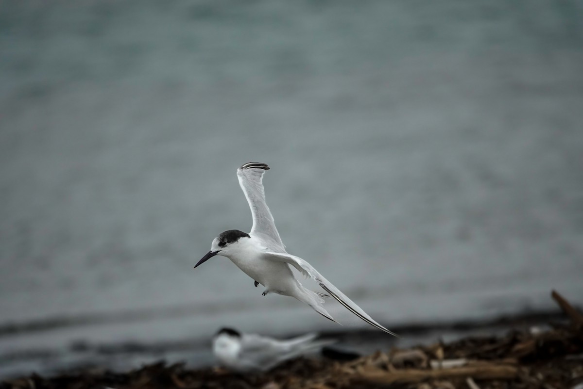 White-fronted Tern - ML631246779