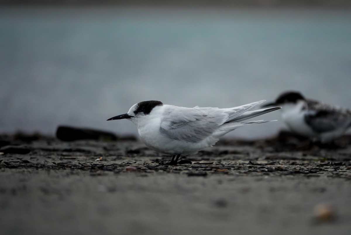 White-fronted Tern - ML631246780