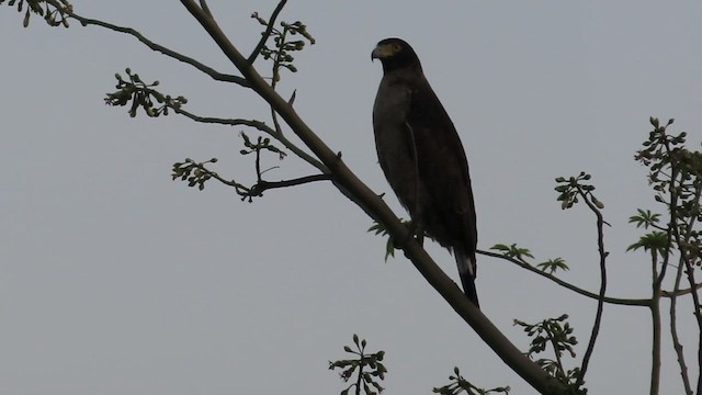 Crested Serpent-Eagle - ML631246925