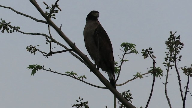 Crested Serpent-Eagle - ML631246926