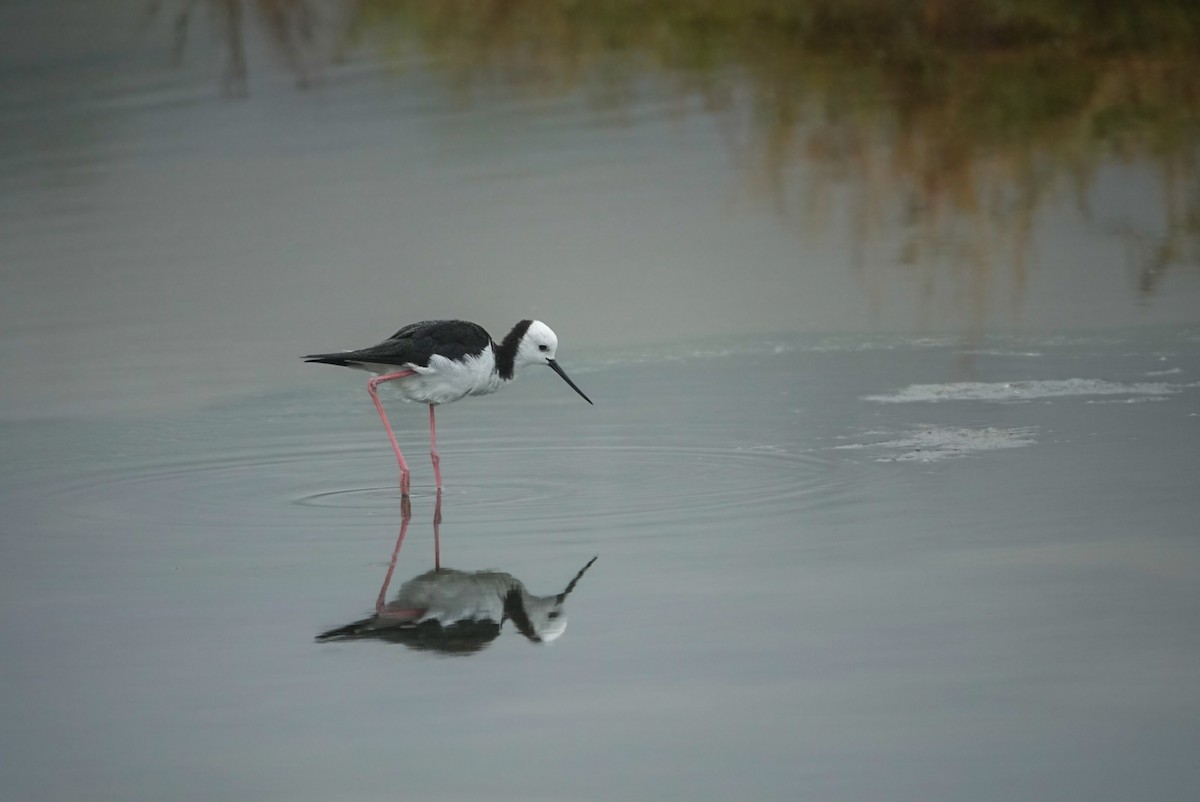 黑領高蹺鴴 - ML631246952