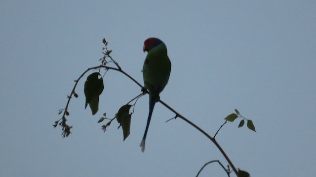 Plum-headed Parakeet - ML631246989