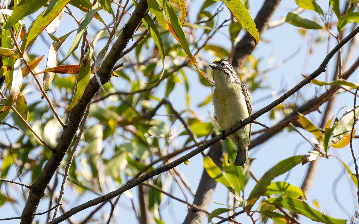 Yellow-fronted Tinkerbird - ML631247220