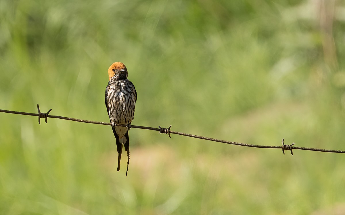 Lesser Striped Swallow - ML631247231
