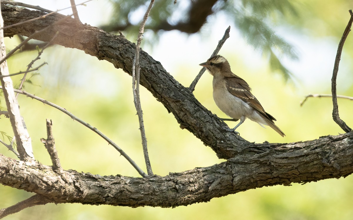 Yellow-throated Bush Sparrow - ML631247279